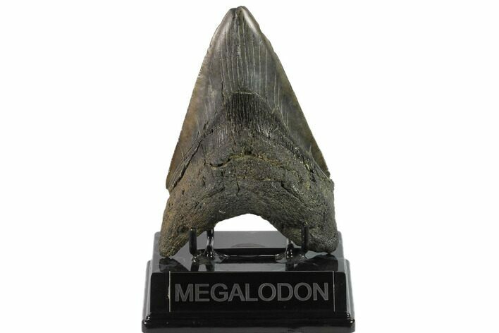 4.95" Fossil Megalodon Tooth - South Carolina